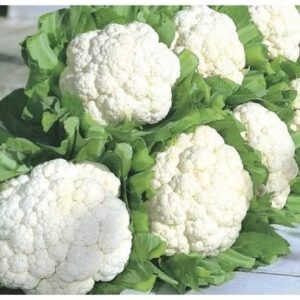 cauli flower (ghobi)